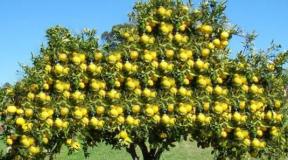 Quem não deve comer toranja?