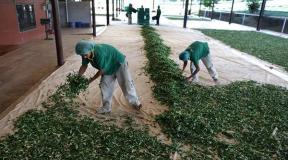 Té verde largo, beneficios y daños, para qué sirve la bebida Té verde largo