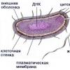 Symbioza w świecie roślin Które rośliny są symbiozą grzybów i glonów