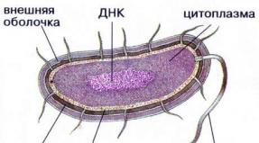 Simbioza u biljnom svijetu Koje su biljke simbioza gljive i alge