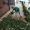 Chá verde longo, benefícios e malefícios, o que é útil para a bebida Chá verde longo