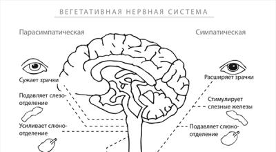 მიზეზები, ეტაპები, რა ხდება ორგანიზმში, დადებითი და უარყოფითი შედეგები, სტრესის წინააღმდეგ ბრძოლისა და გაზრდის მეთოდები