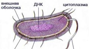 Simbioza u biljnom svijetu Koje biljke su simbioza gljiva i algi